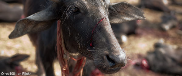 Gadhimai-buffalo-wide