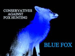 Blue Fox