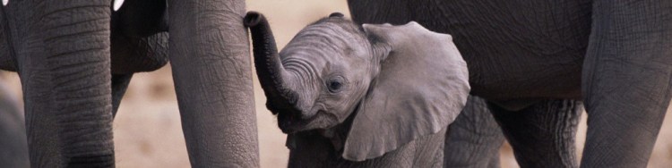cropped-baby-elephant1.jpg