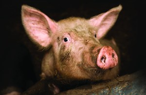 ff-pig-animal-sentience