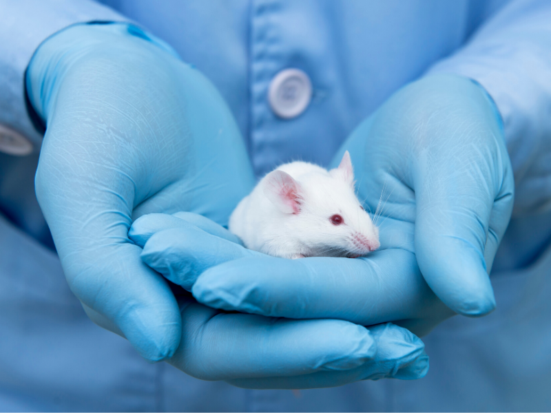 Animal Testing &amp; Covid-19