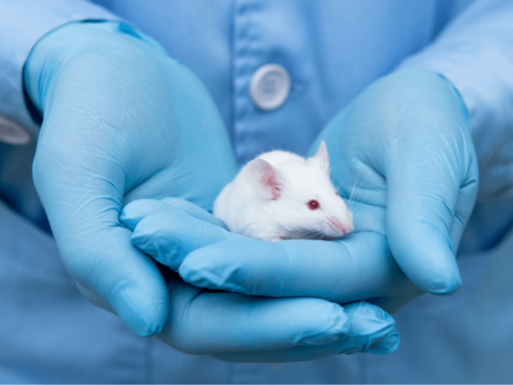 Animal Testing &amp; Covid-19
